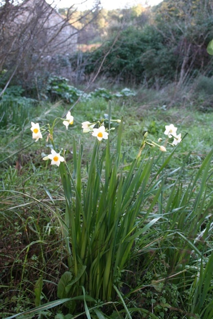 Narcissus tazetta